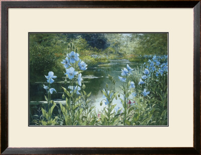 Blue Poppies