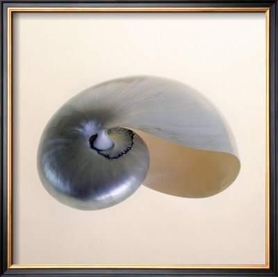 Polished Nautilus