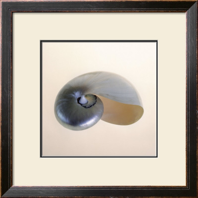 Polished Nautilus