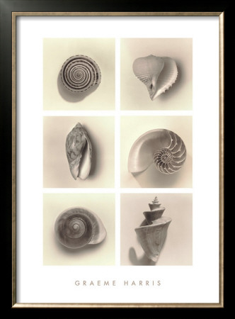 Buy Shell Composition at AllPosters.com
