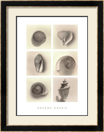 Buy Shell Composition at AllPosters.com