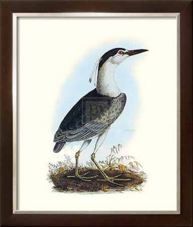 Night Heron