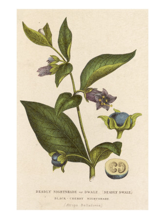 Deadly Nightshade or Dwale (Black Cherry Nightshade)