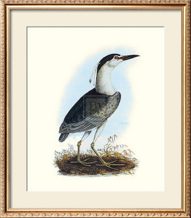 Night Heron