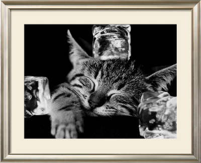 Buy Kool Kat II at AllPosters.com