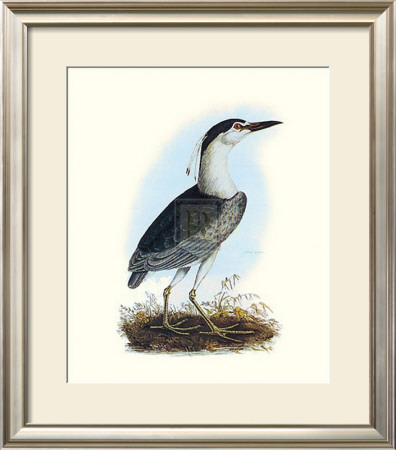 Night Heron