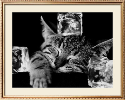 Buy Kool Kat II at AllPosters.com