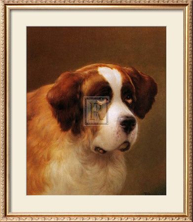 Head of a St. Bernard