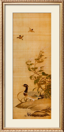 Mandarin Duck