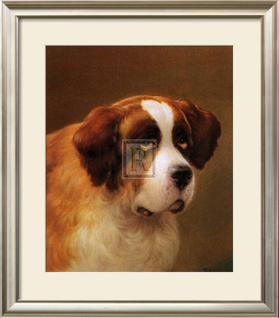 Head of a St. Bernard