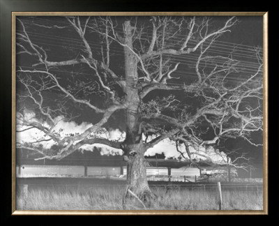 NW 1643 Train No. 17 The Birmingham Special Passes a Giant Oak, Max Meadows, Virginia, c.1957,O.  Winston Link
