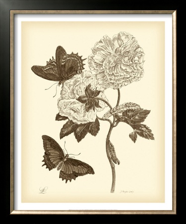Nature Study in Sepia IV