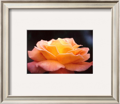 Buy Untitled at AllPosters.com