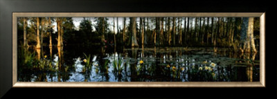 Buy Cypress Gardens at AllPosters.com