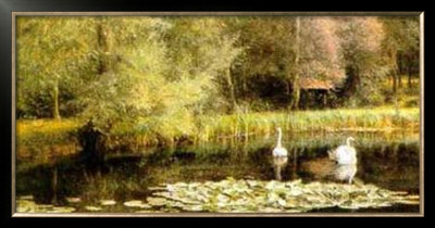 Lily Pond
