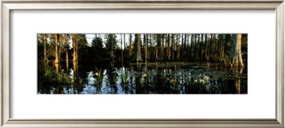 Buy Cypress Gardens at AllPosters.com