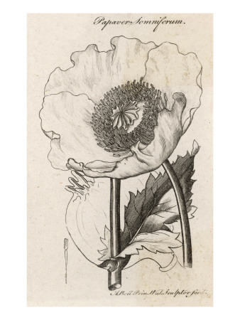 Opium Poppy.