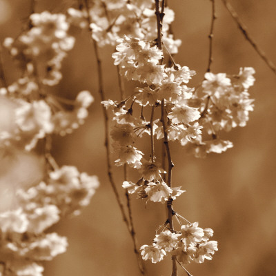 Buy Cherry Blossom at AllPosters.com