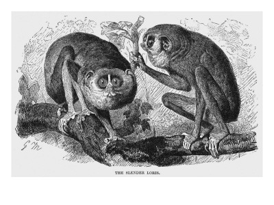 Slender Loris