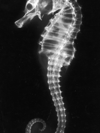 An X-Ray of a Seahorse, Showing its Skeleton