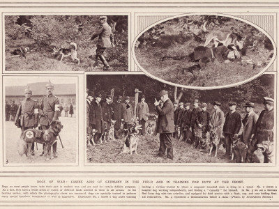 Dogs Serving with the German Army on the Western Front - Mostly German Shepherd Dogs