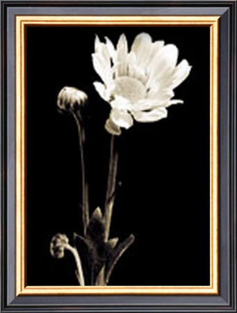 Buy Black and White VII at AllPosters.com