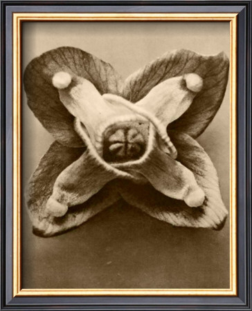 Buy Sepia Botany Study V at AllPosters.com