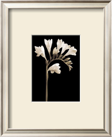 Buy Black and White V at AllPosters.com