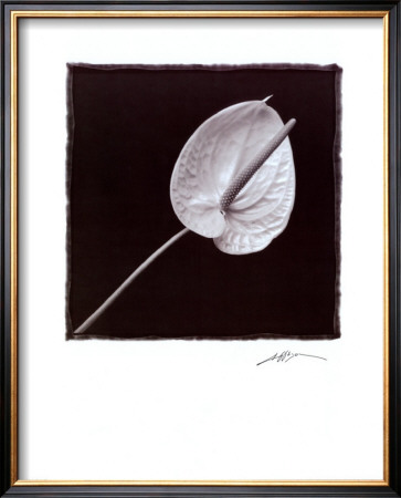Buy Flower at AllPosters.com