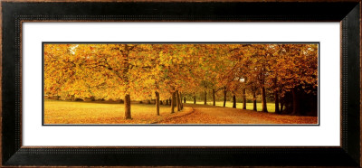 Autumn Leaves, Loire Valley, France