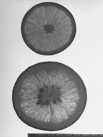 Bottom Fruit Treated with Growth Harmones