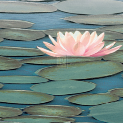 Lily Pool II