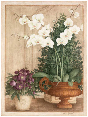 Grande Orchidée I
