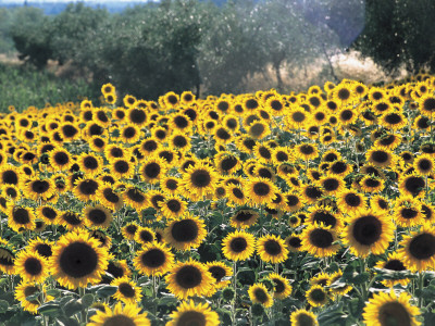 High Angle View of Sunflowers in a Field, Assisi, Umbria, Italy (Helianthus Annuus)