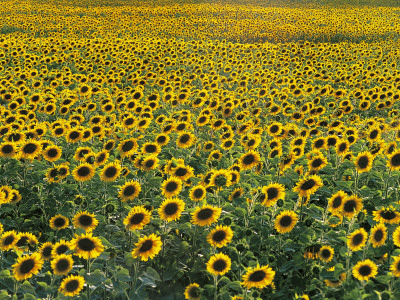 Sunflowers in a Field, Umbria, Italy