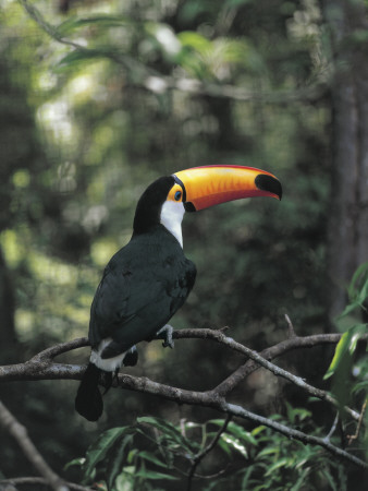 Close-Up of Toucan Perching on the ...