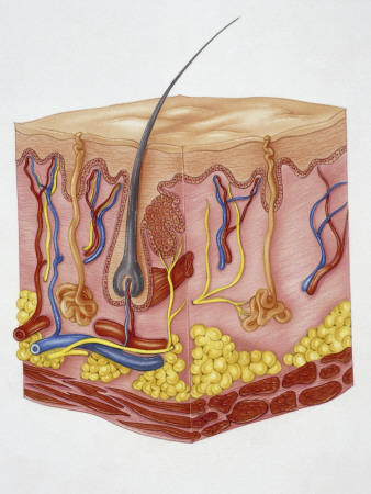 Close-Up of Human Skin Structure