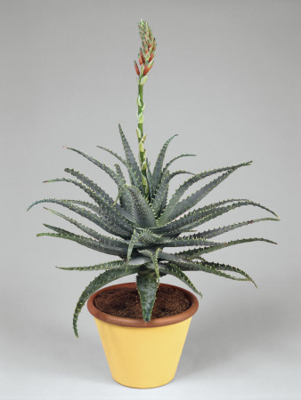 Close-Up of Candelabra Aloe Plant Growing in a Pot (Aloe Arborescens)