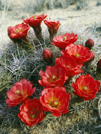 Claret Cup Cactus (Echinocereus Triglochidiatus) Flowers Blooming, Southwest, Usa