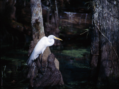 A Great Egret Standing on the Trunk of a Tree