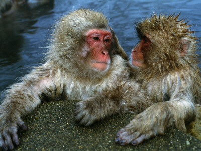 Snow Monkeys/Japanese Macaques Soak in Hot Spring, Lean on Rock
