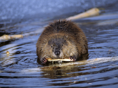 American Beaver (Castor Canadensis) Gnawing on Aspen Branch in Water, Grand Teton National Park