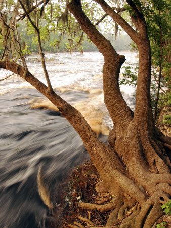 Florida, White Springs, Way Down on the Suwannee River Is Big Shoals State Park