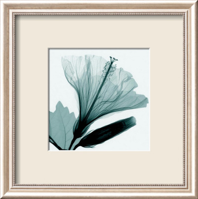 Hibiscus and Bud Gerahmter Kunstdruck