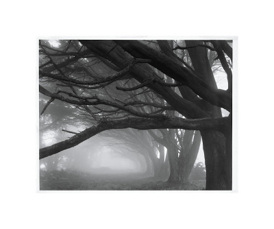 Buy Cypresses, Skyline Drive, South San Francisco, 1996 at AllPosters.com
