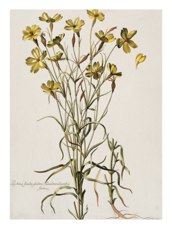 Lychnis Sicula Glabra, Facie Pseudomelanthij Lychnis