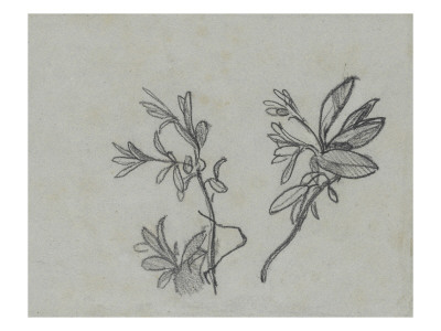 Study for "The Play" or "Woman Reading in a Garden"