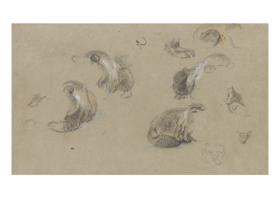 Studies from Different Parts of the Body of a Raccoon