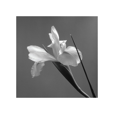 Iris IV