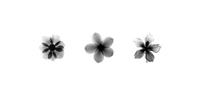 Buy X-Ray Frangipani Triptych at AllPosters.com
